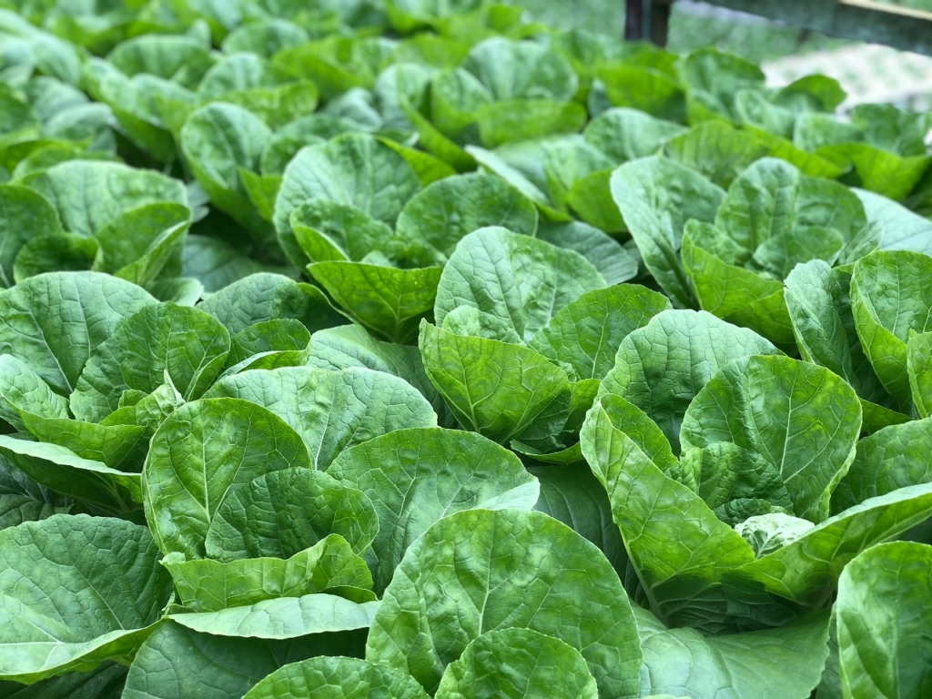 ロメインレタスとは 春の野菜 欧米ではメジャーですけど日本人にはなじみの薄いロメインレタスの紹介です たべものがたり