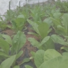 【家庭菜園】無農薬で小松菜を育てる方法｜種まき時期、種まき方法と間引き、時期ごと