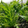【家庭菜園】葉物野菜をシャキシャキのまま収穫して保存する方法