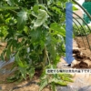 【家庭菜園】基本的な追肥のやり方、追肥する肥料量についての注意点