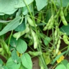 【枝豆の育て方】無農薬で育てる枝豆、おススメの種まき時期と栽培ポイント