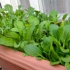 【ベランダ菜園】無農薬栽培｜プランターで水菜、小松菜を育てる方法