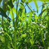 無農薬で空芯菜を育てる方法